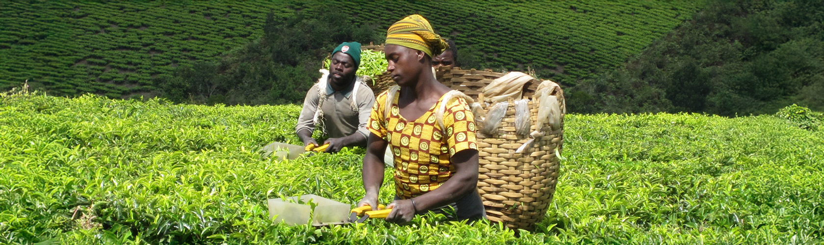 Alimentación y medios de vida. Tanzania. Jimena Francos
