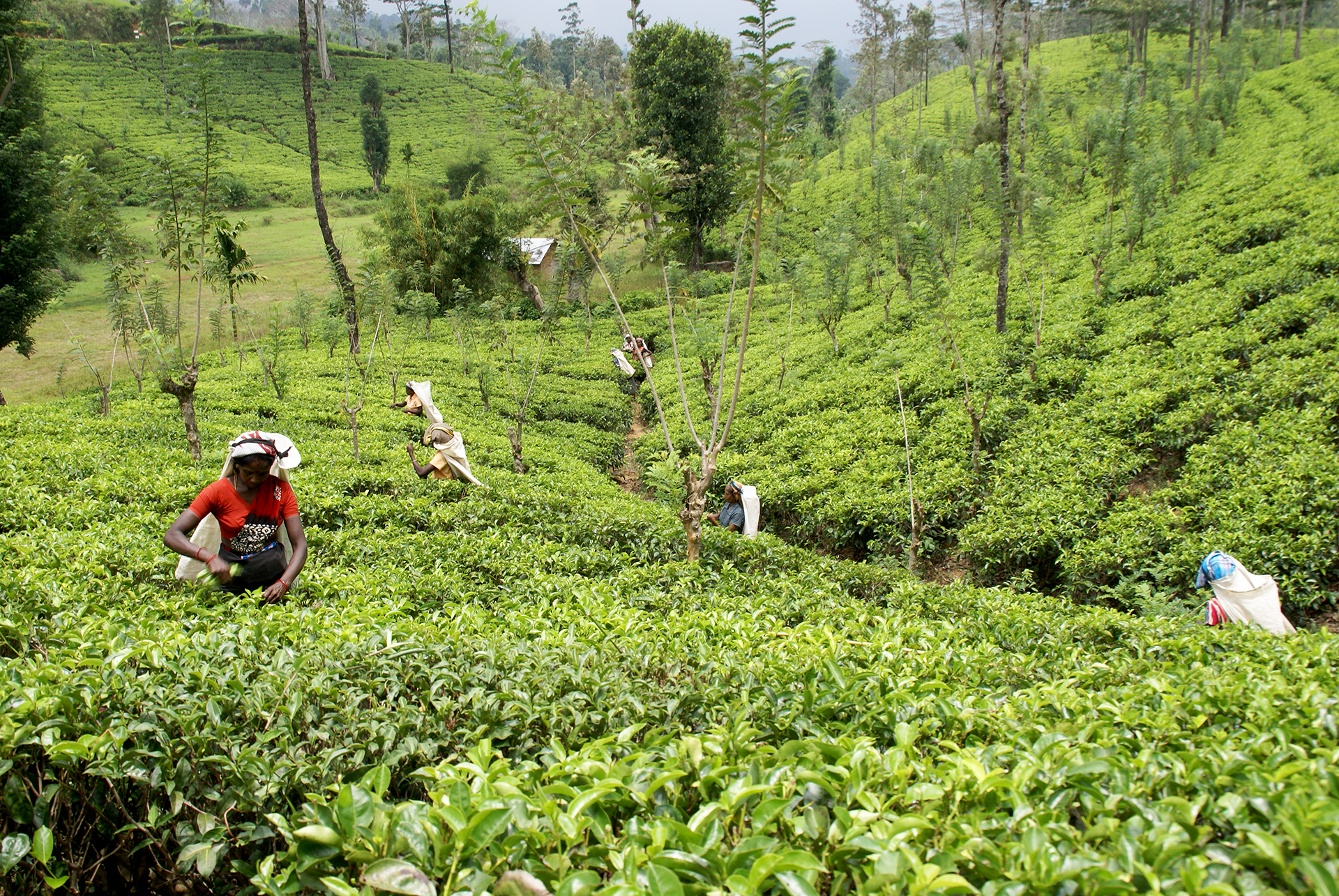 Medioambiente y cambio climático. Sri Lanka. Javier Mármol