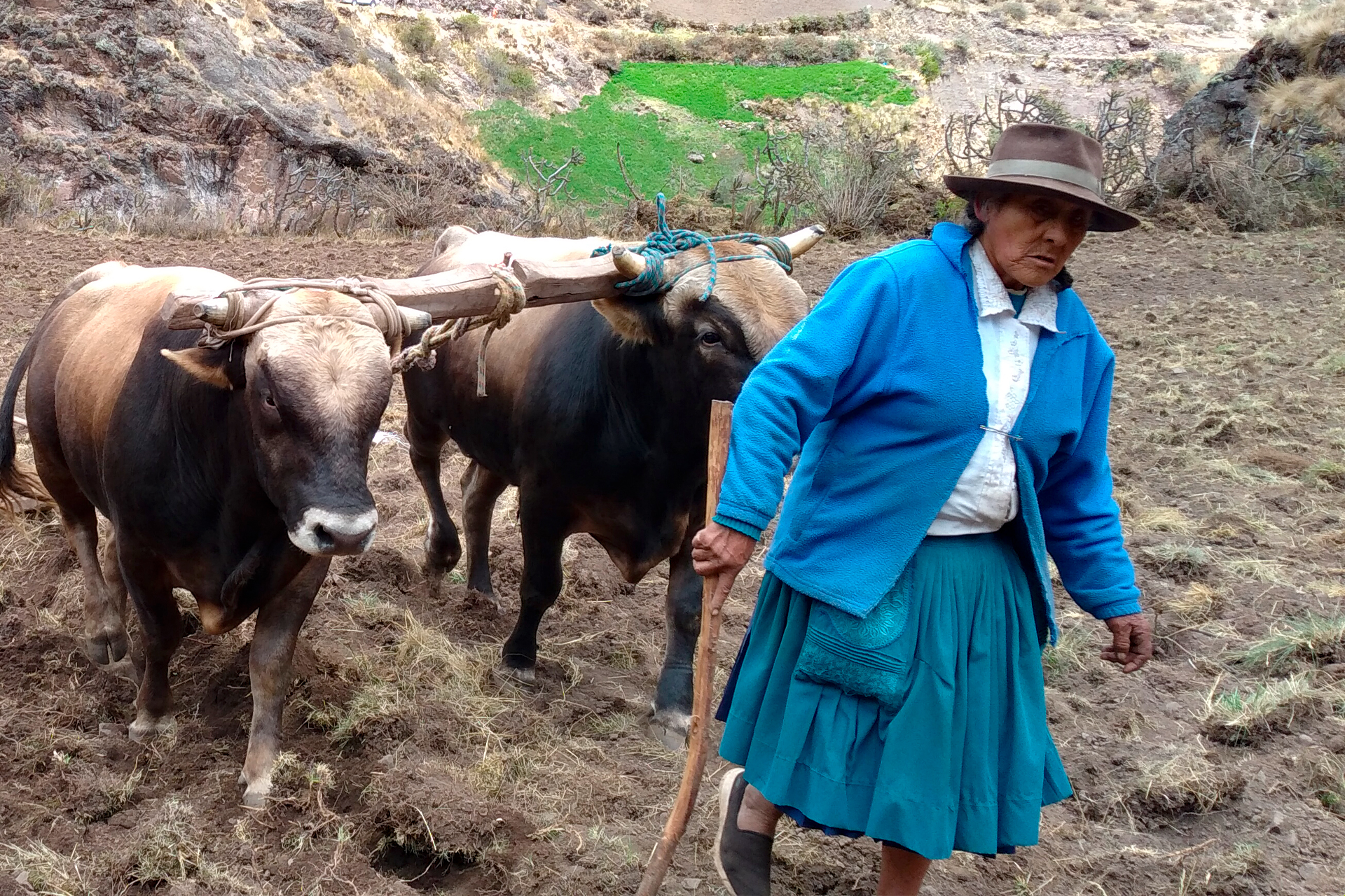 Sistemas agroecológicos frente al cambio climático en Castrovirreyna. Fase III