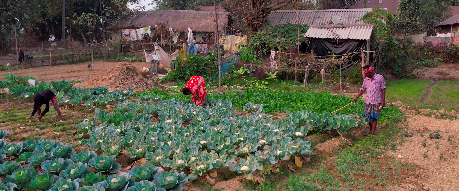 Mejora de la seguridad alimentaria y agricultura orgánica en Purba Bardhaman 