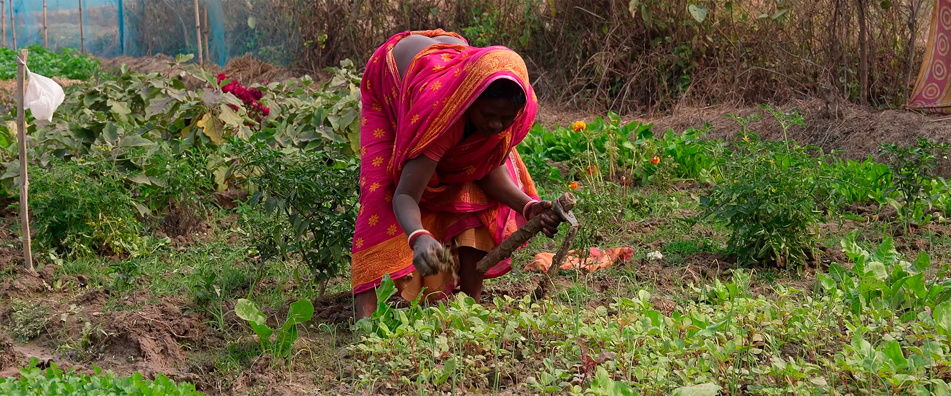 Mejora de la seguridad alimentaria y agricultura orgánica en Purba Bardhaman