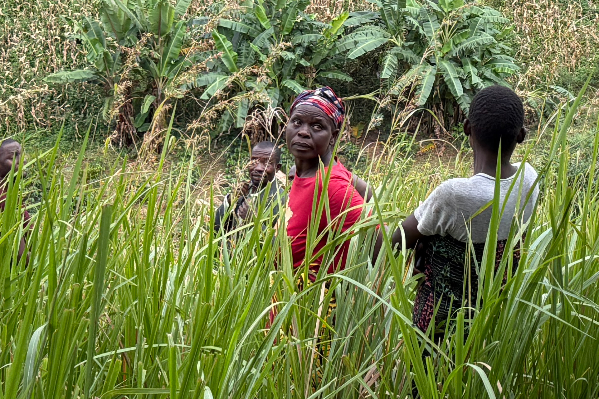 Promoción del uso sostenible del ecosistema terrestre en Mzuzu
