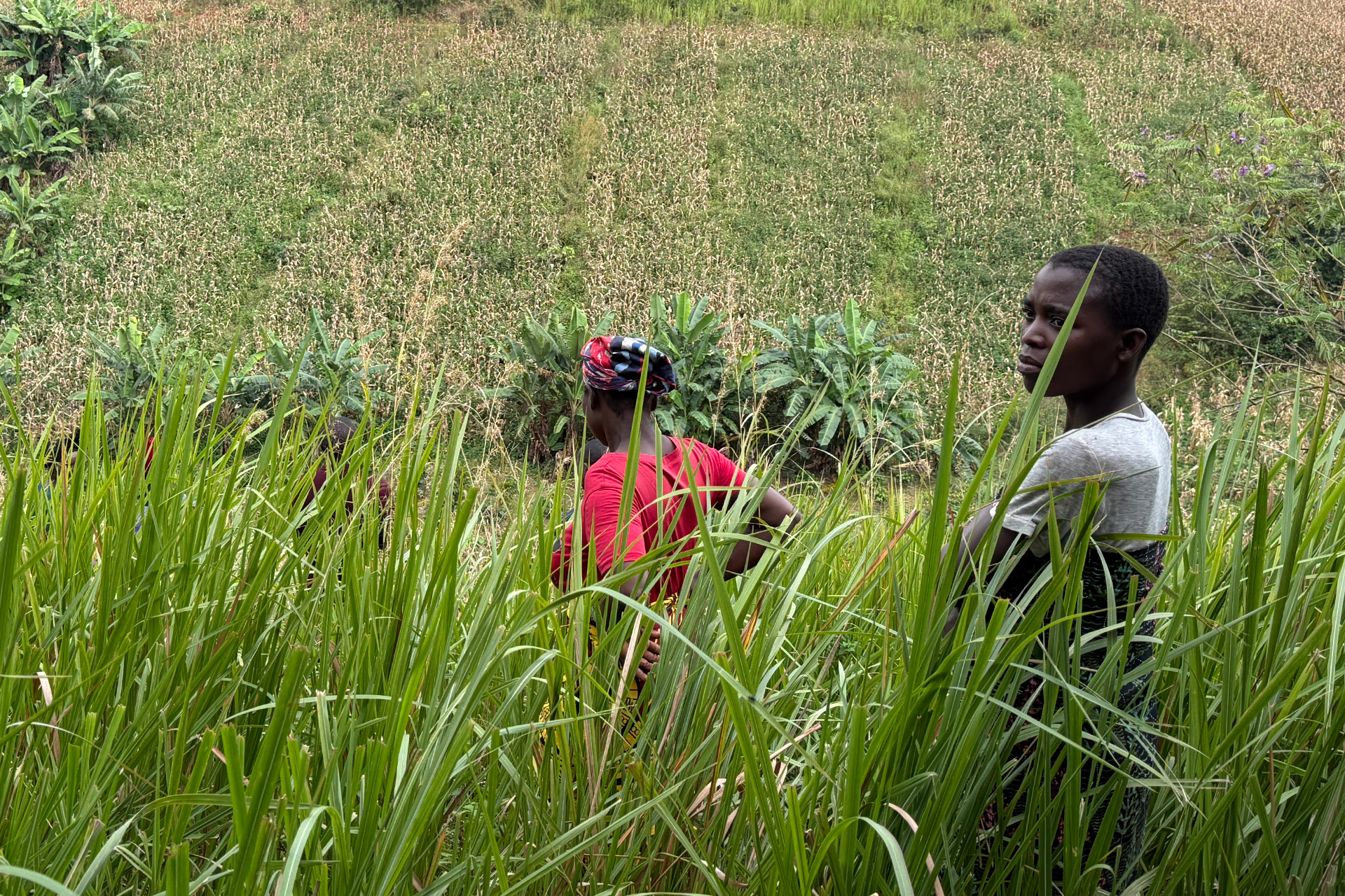 Promoción del uso sostenible del ecosistema terrestre en Mzuzu
