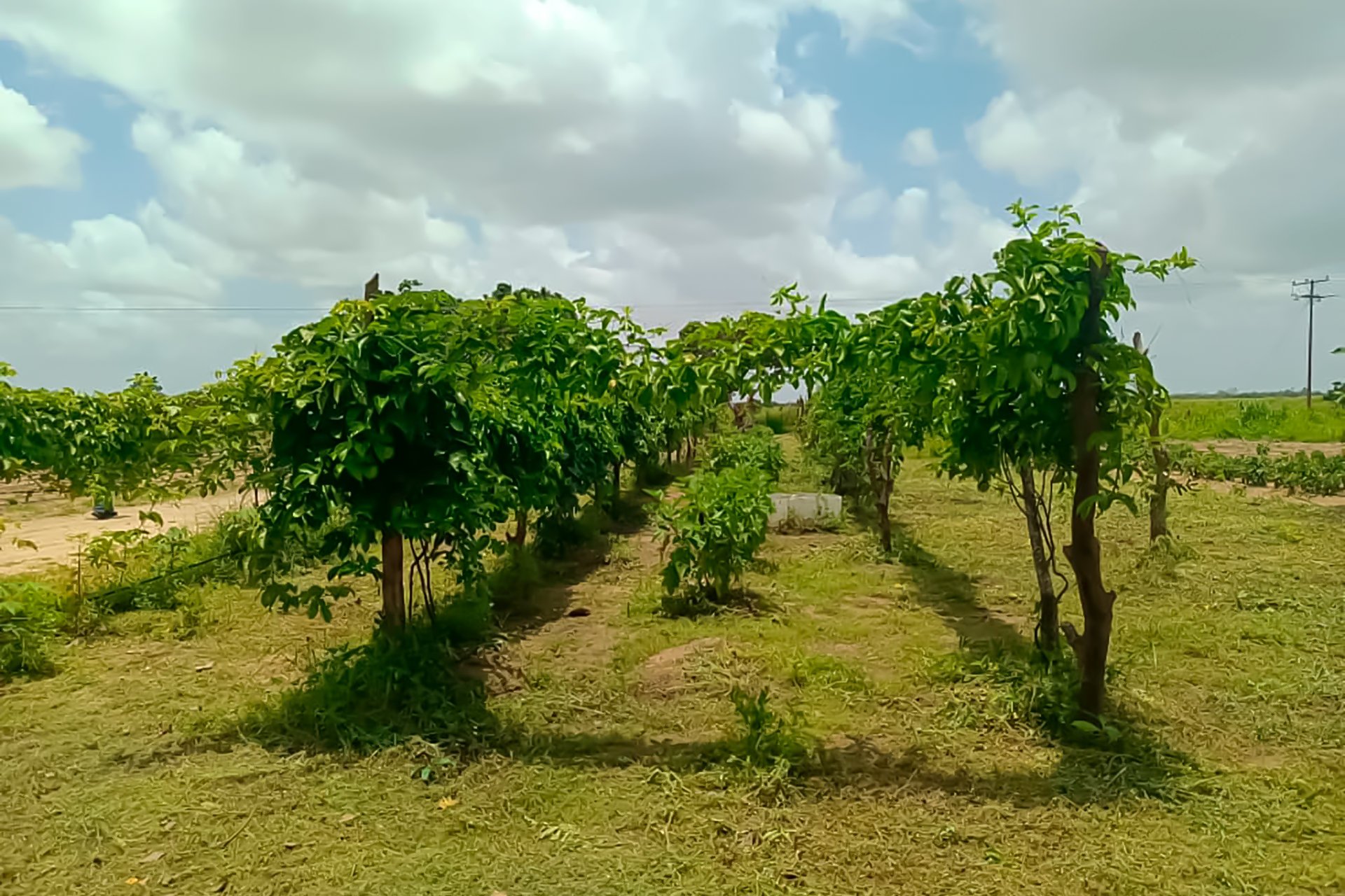 Producción agrícola familiar en 13 comunidades de la diócesis de El Tigre 