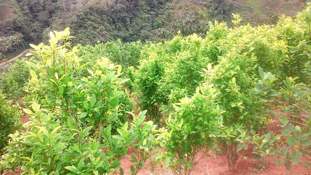 Conflictos Olvidados Colombia. Cultivo de cocaína y el narcotráfico