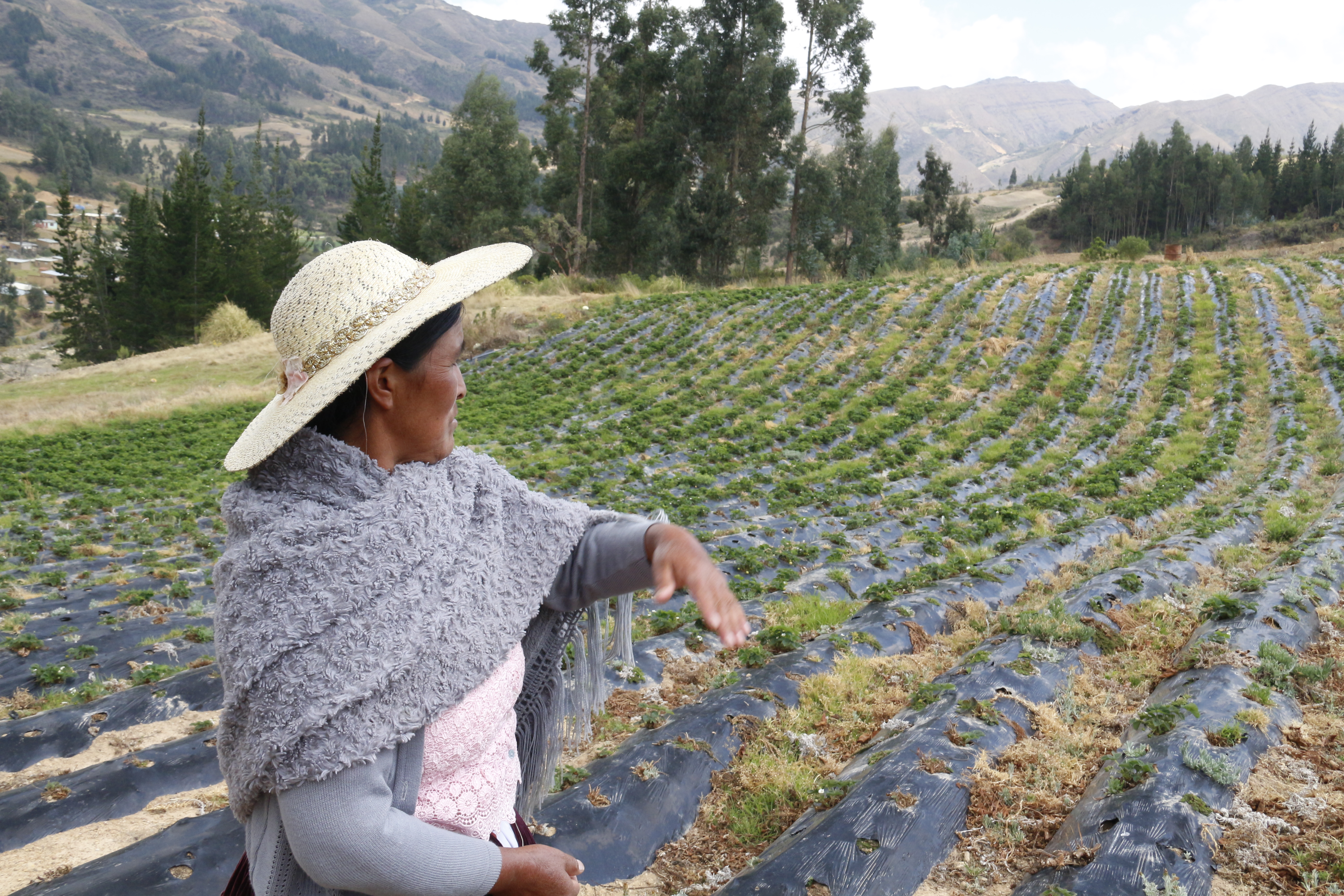 Campo de cultivo en Ckochas. Foto: Manos Unidas / Ana Pérez