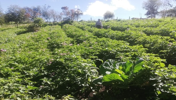 Cultivo de papas