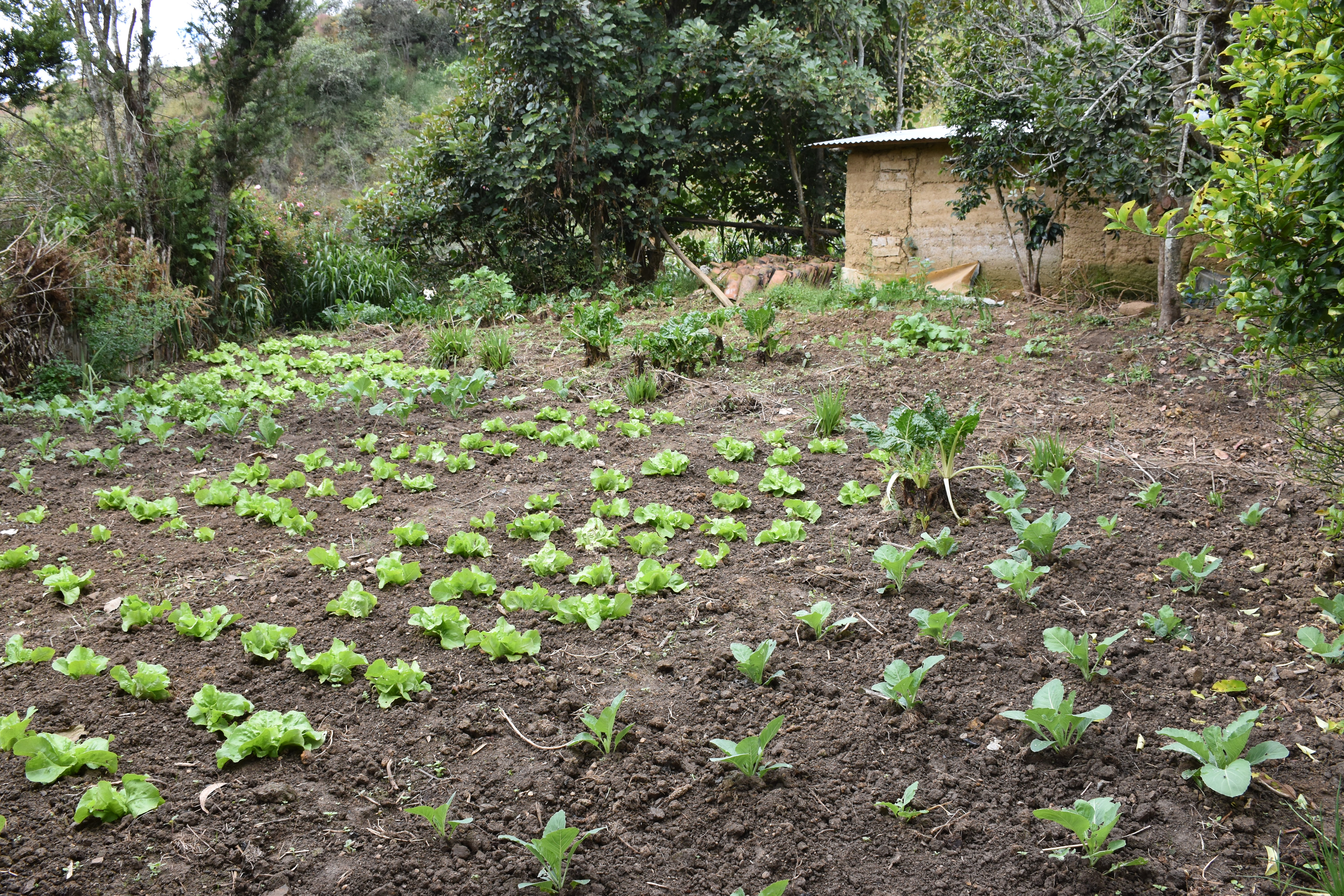Fortalecimiento de alternativas económicas de productores