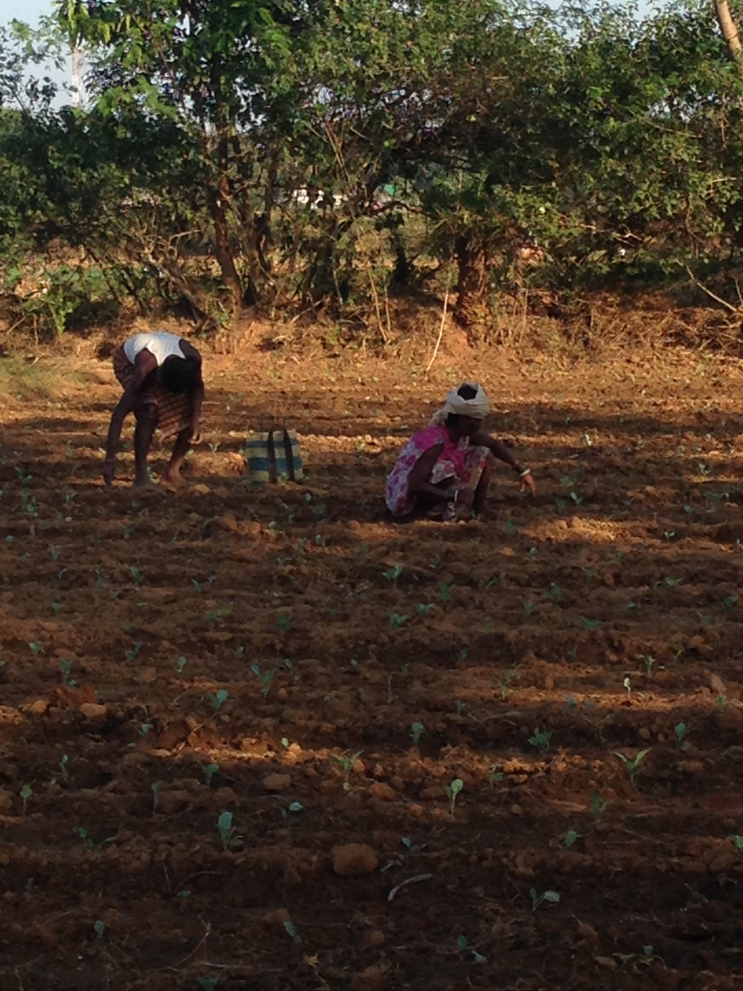 Mujeres recolectando en Coimbatore, India