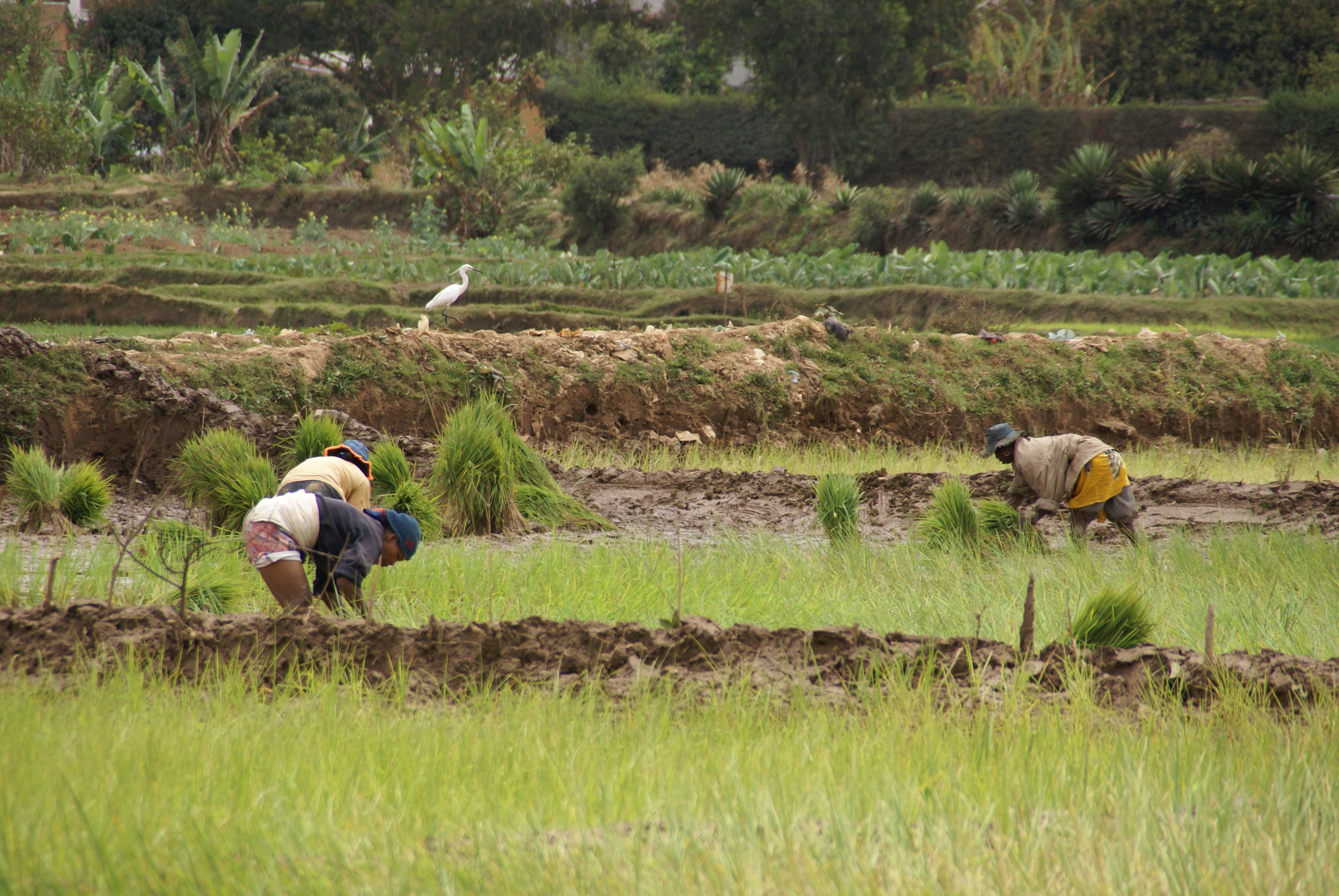 Campesinos de Madagascar. Foto: Manos Unidas / Javier Mármol