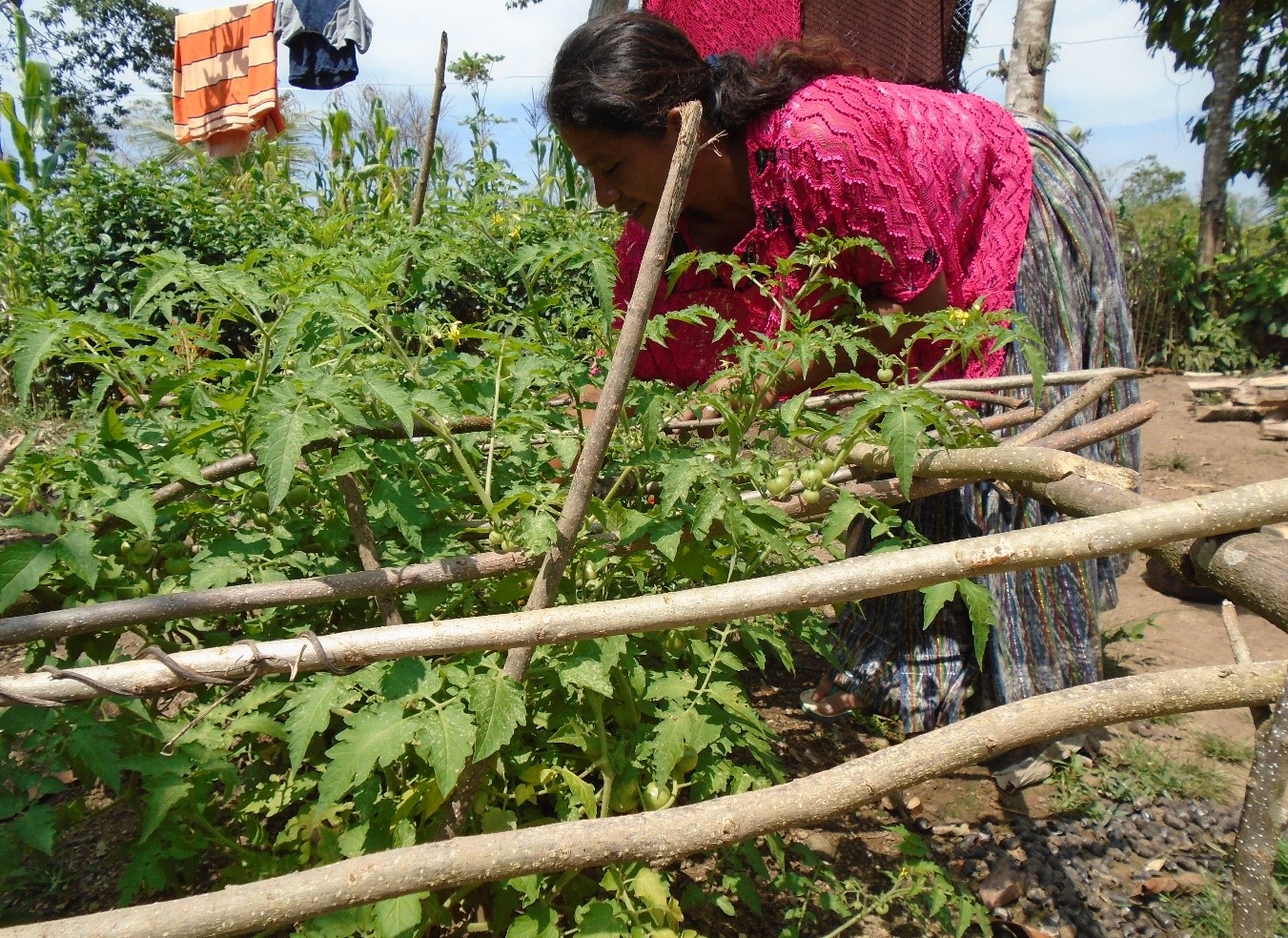 Soberanía alimentaria y desarrollo económico de comunidades indígenas 