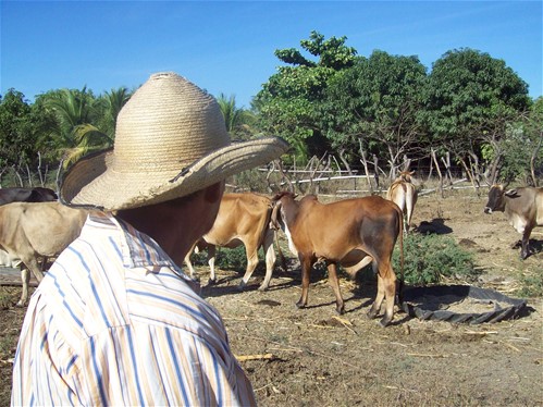 Iniciativas económicas rurales