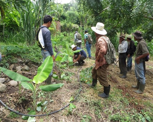 Pequeños productores Tamanique