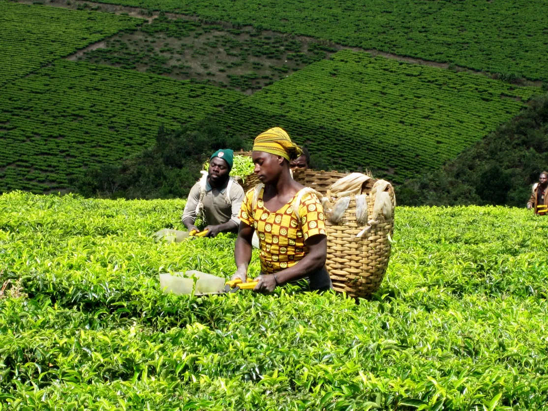 Agricultores en Tanzania_ Foto Jimena Francos