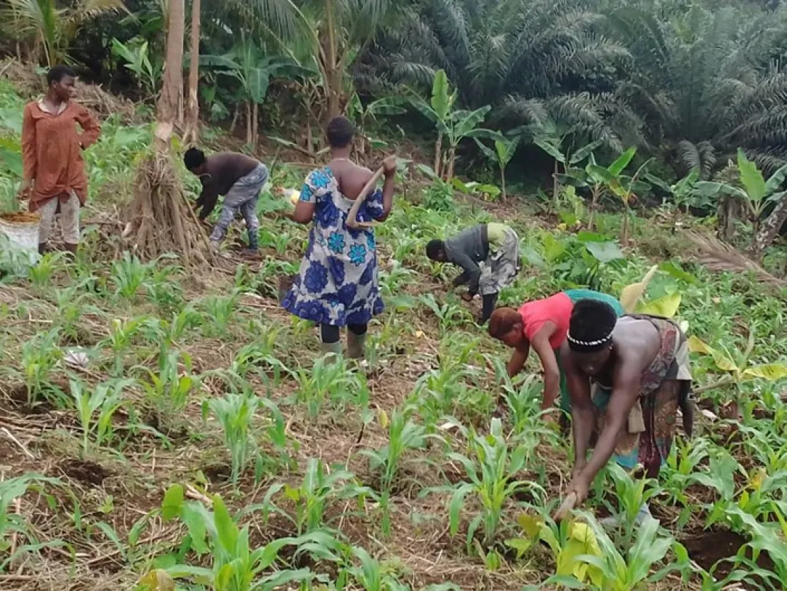 Mujeres agrícolas desplazadas en Camerún. Fotografía: Manos Unidas