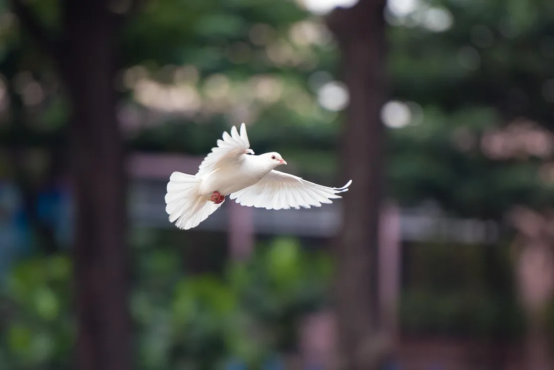 Foto: kieutruongphoto