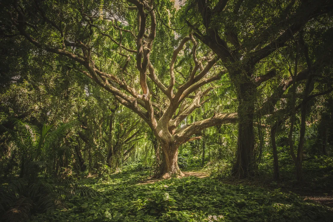 Día mundial del medio ambiente