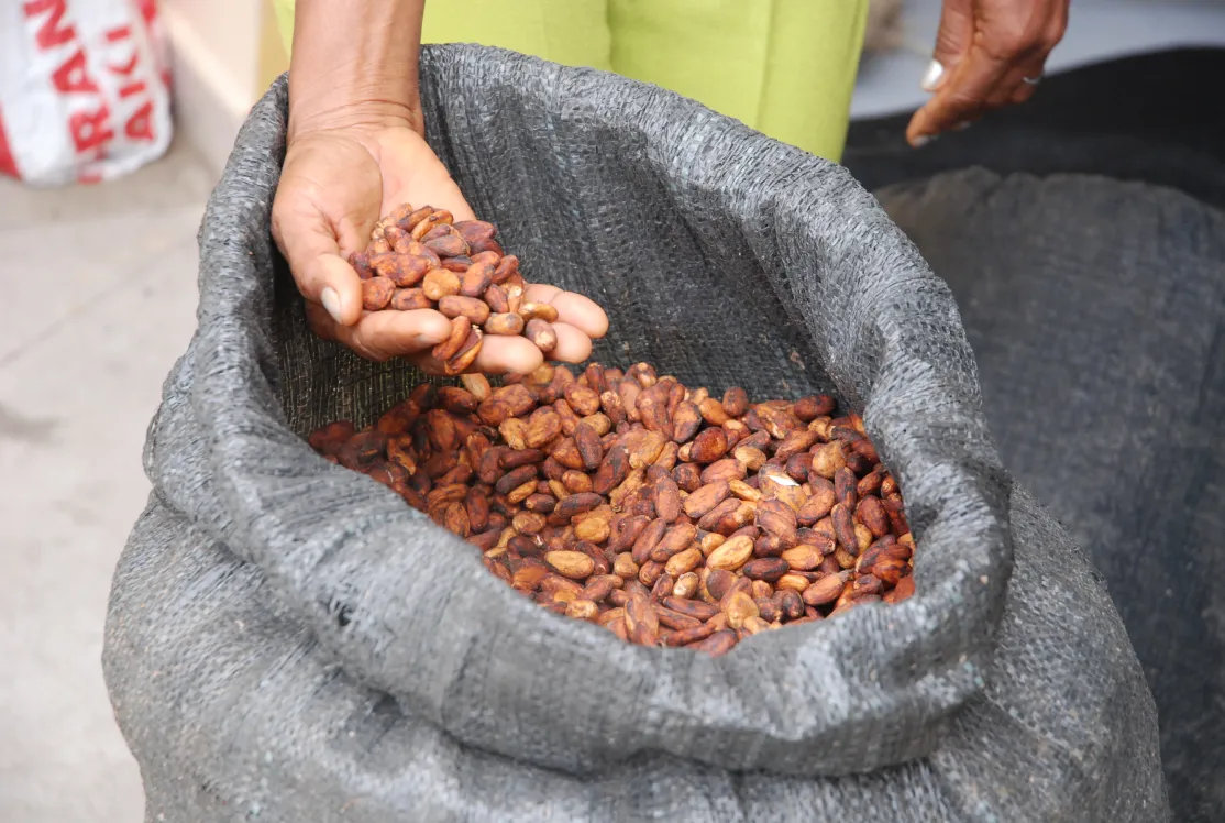Fomento del Corredor Solidario del Cacao en la zona centro de la costa ecuatoriana, en las provincias de Santo Domingo de los Tsáchilas y Manabí