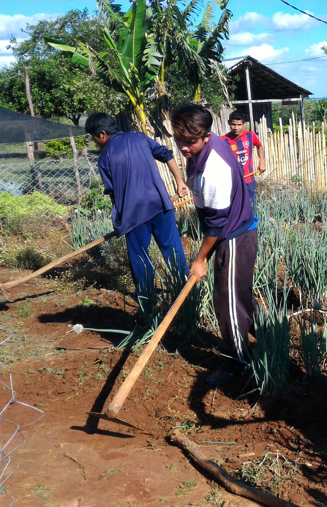 Millones de personas viven de la agricultura. En la imagen idígenas Mbyes Guaraníes en Paso Yobái-Paraguay. Foto Marta Isabel González-Manos Unidas