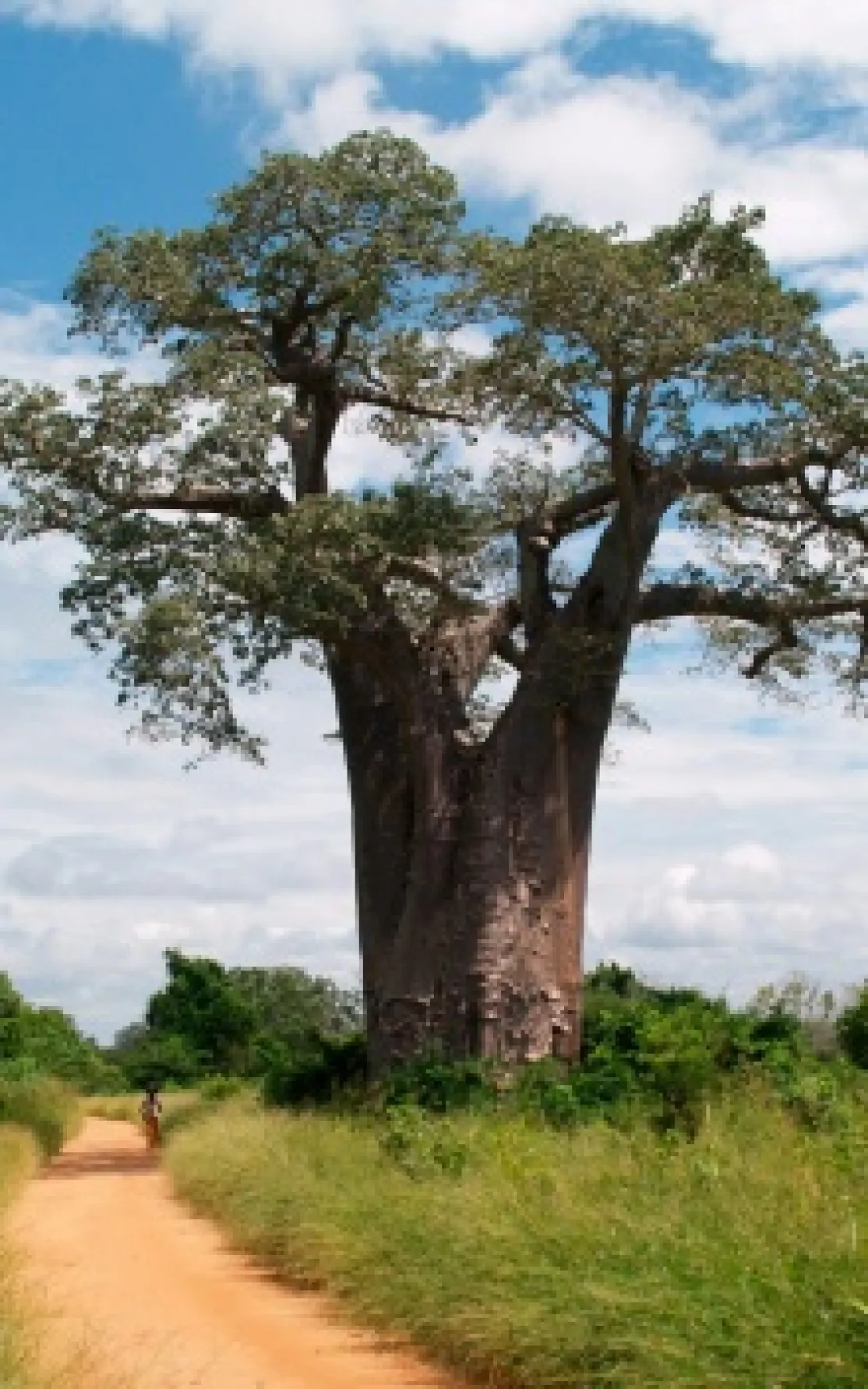 Mozambique