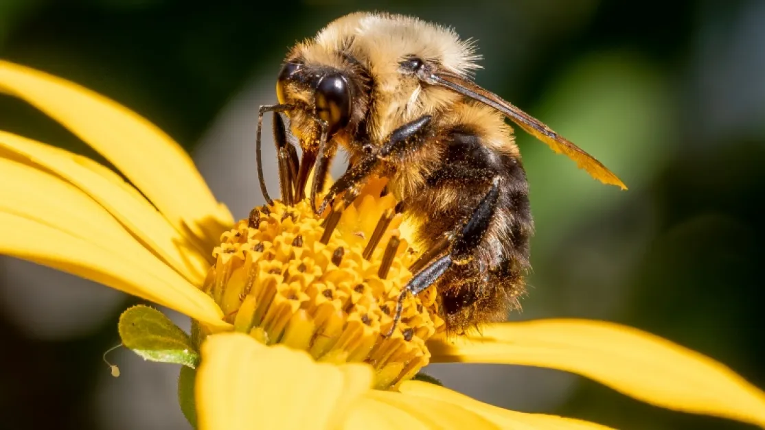 Manos Unidas ONG - Día Mundial de las Abejas 2024 (20 de mayo) - Imagen: Wikipedia