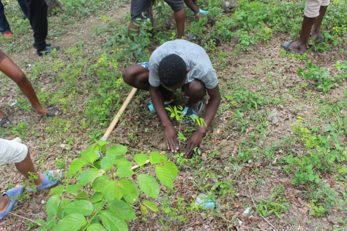 Proceso de reforestación en Haití. | Foto de FEROCAMS/Manos Unidas