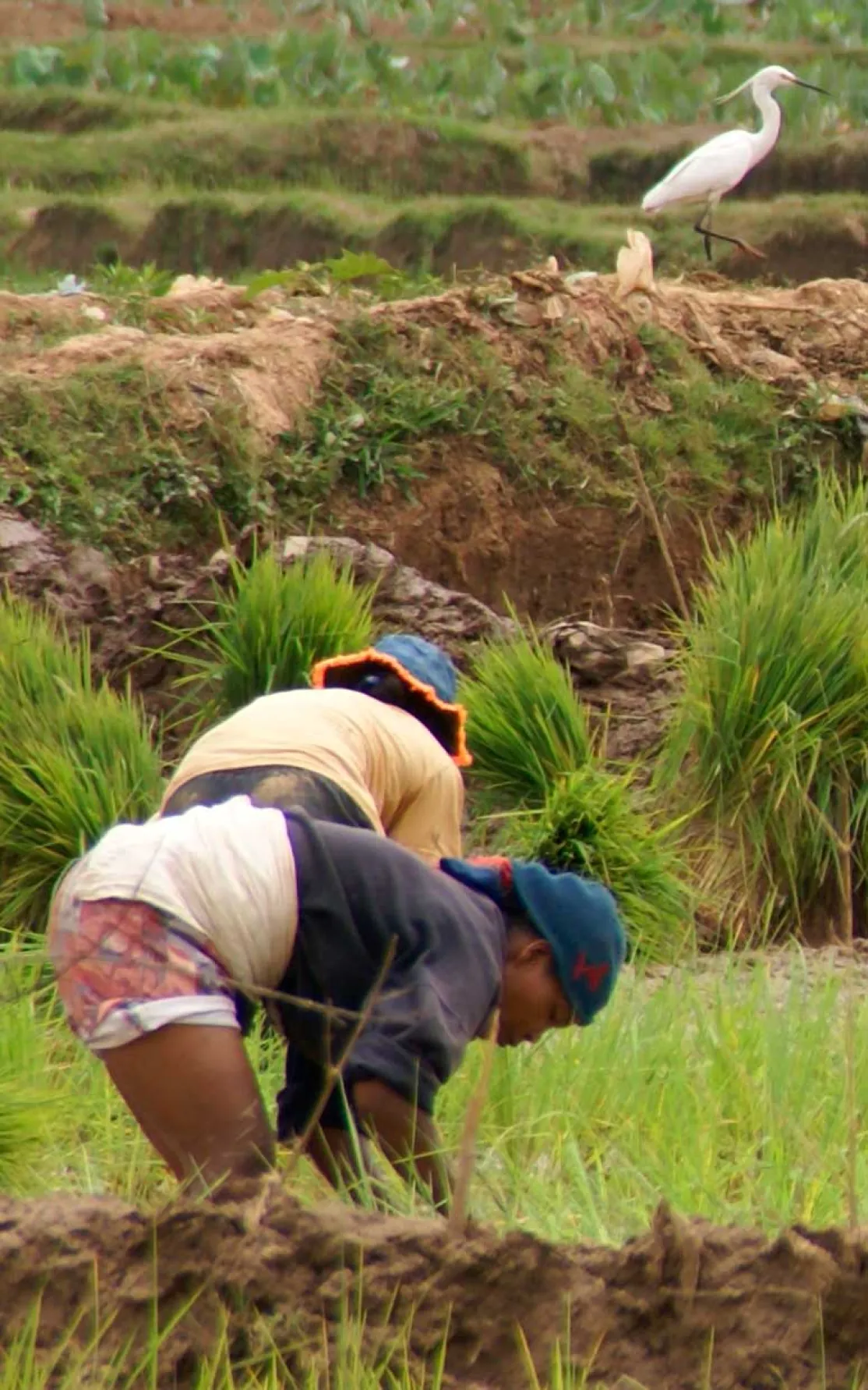 Los campesinos de Madagascar reclaman la tierra de sus ancestros