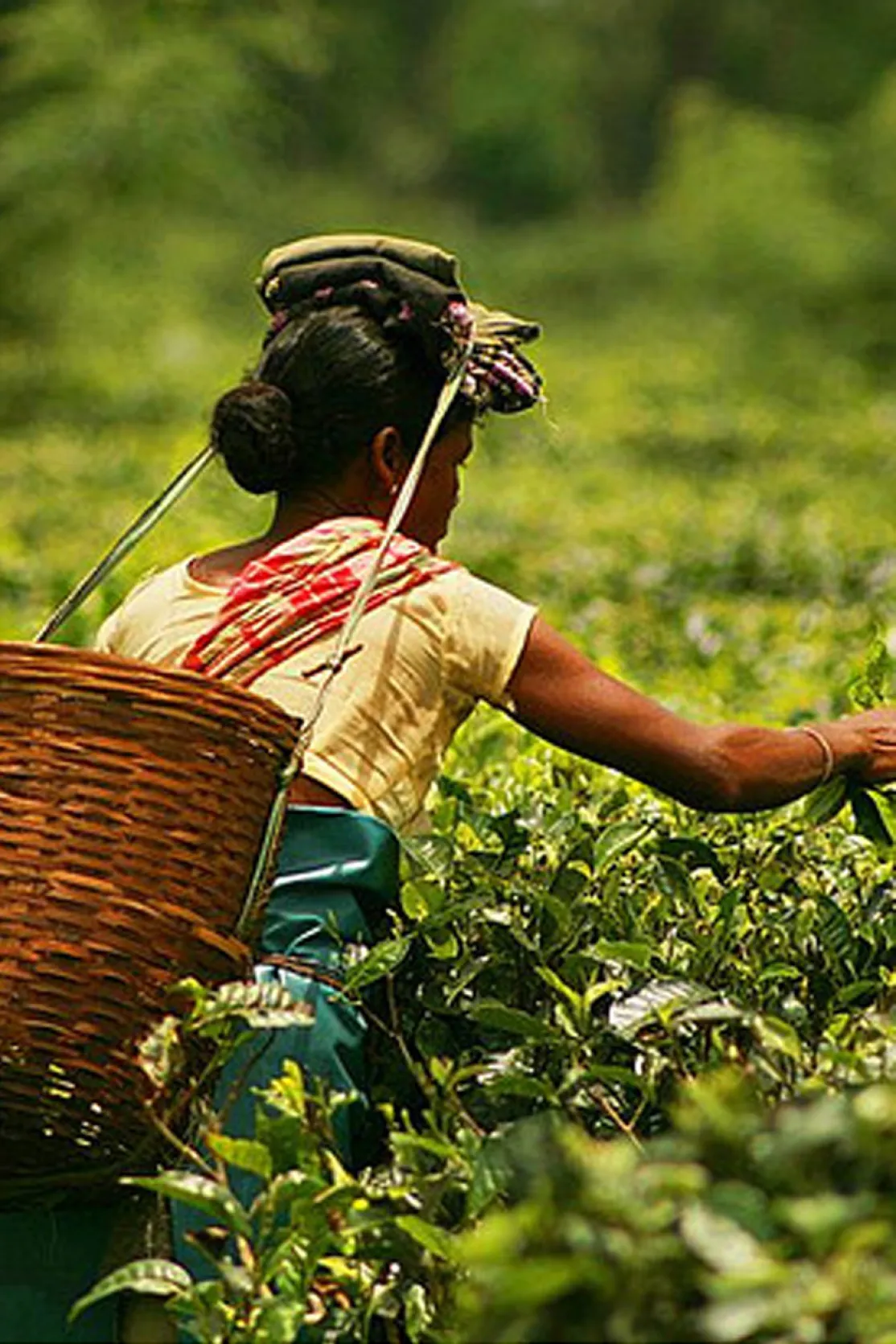 En el estado de Assam (uno de las "siete hermanas") el arroz y el té son cultivos esenciales.