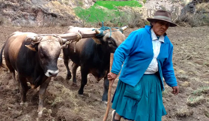 Sistemas agroecológicos frente al cambio climático en Castrovirreyna. Fase III