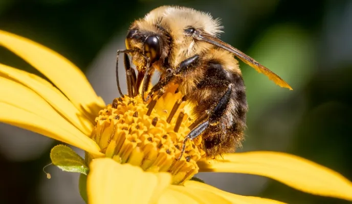 Manos Unidas ONG - Día Mundial de las Abejas 2024 (20 de mayo) - Imagen: Wikipedia