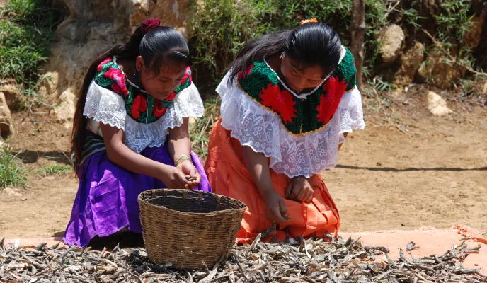 Desarrollo integral de comunidades indígenas 