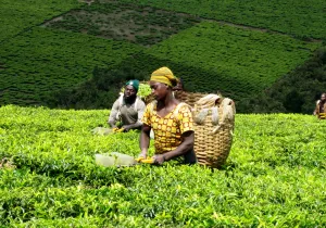 Agricultores en Tanzania_ Foto Jimena Francos