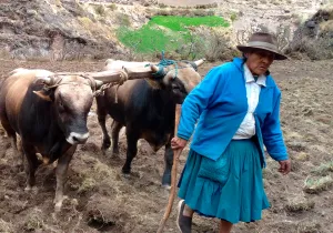 Sistemas agroecológicos frente al cambio climático en Castrovirreyna. Fase III