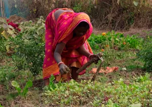 Mejora de la seguridad alimentaria y agricultura orgánica en Purba Bardhaman