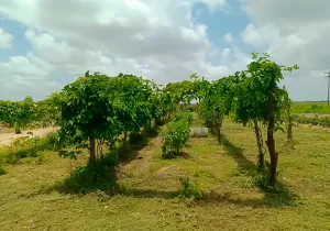 Producción agrícola familiar en 13 comunidades de la diócesis de El Tigre 