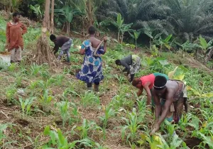 Mujeres agrícolas desplazadas en Camerún. Fotografía: Manos Unidas