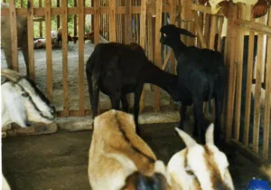 Granja en Brasil