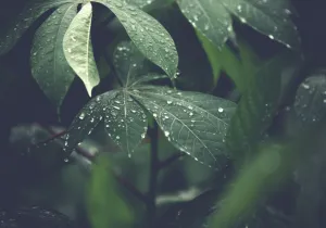 Indagamos en el cambio climático con motivo del día internacional de los bosques
