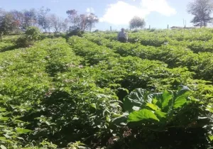 Cultivo de papas
