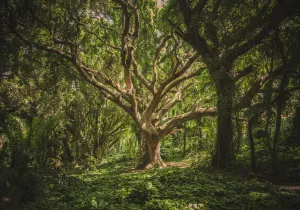 Día mundial del medio ambiente