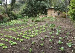 Fortalecimiento de alternativas económicas de productores