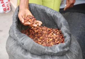 Fomento del Corredor Solidario del Cacao en la zona centro de la costa ecuatoriana, en las provincias de Santo Domingo de los Tsáchilas y Manabí