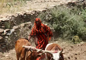 Halima arando sus tierras. Etiopía. 