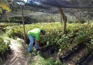 Promoción de redes de conocimiento y acciones de desarrollo sostenible ante el cambio climático, en comunidades rurales del municipio de Choloma, Honduras. Foto: Manos Unidas