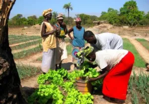 Proyecto agrícola y agua Senegal