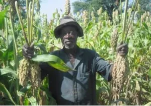 Mejora de la producción agrícola para familias pobres. Manos Unidas Valencia