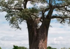 Mozambique
