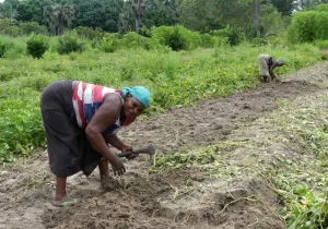 Noviembre marca un impulso decisivo para el Programa Karonghen 4 en Casamance. Fotografía: Asociación CPAS.