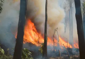 Manos Unidas ONG - El efecto ser humano en la Amazonía brasileña - Imagen: IA Canva