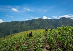 Manos Unidas ONG - Día Mundial del Medio Ambiente 2024 (5 de junio) - Imagen: AFOPADI - Guatemala